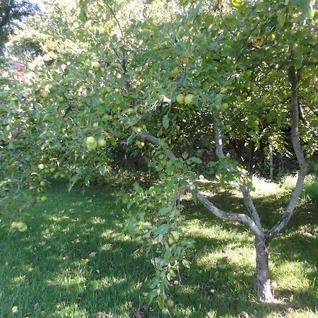 Cork Tree Holiday home Gondomar (Porto)